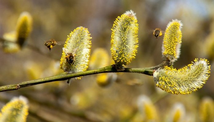 bees-2142571__340.jpg