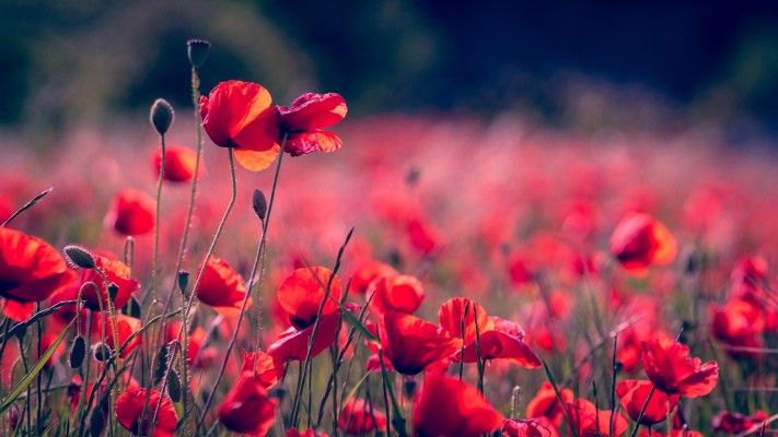 poppies-3374193_1280.jpg